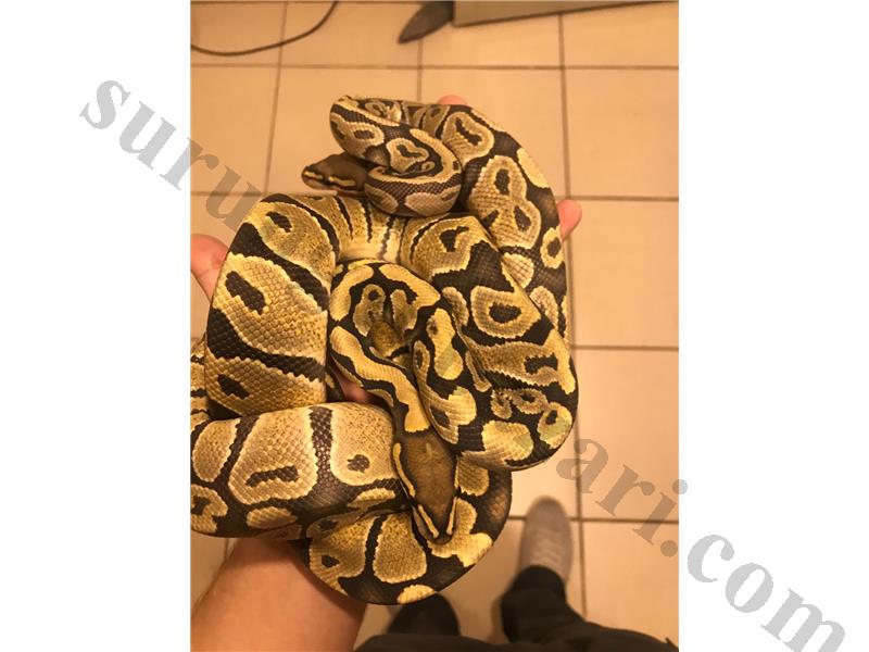 1 ERKEK 1 DİŞİ ÇİFT ORANGE GHOST %100 HET BALL ÇİFTİ